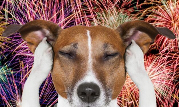 KEEP PETS SAFE DURING THE FIREWORK SEASON